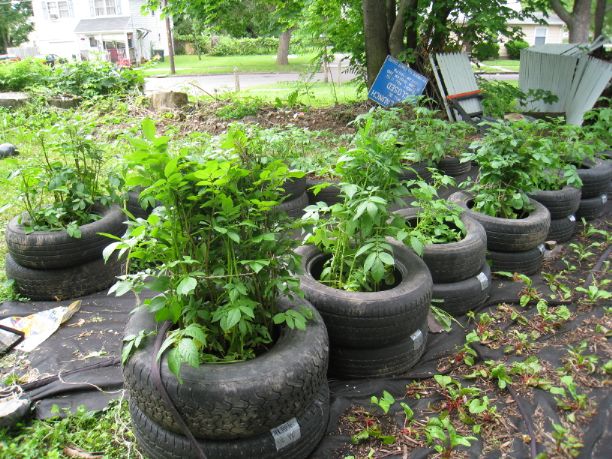 This 2nd Chance garden was accidentally bulldozed by the City last Spring when workers mistook his trademark 'tire tater' planters for an illegal dumping site. Suddenly the name has taken on a whole new meaning.