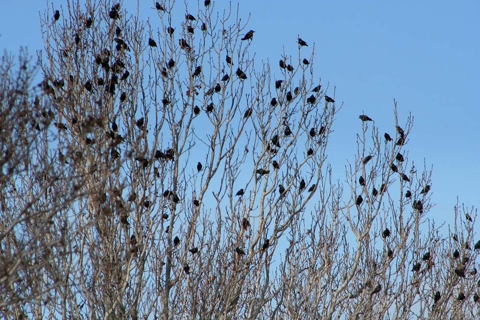 A large roost of crows was spotted last week on the edge of the Genesee River gorge near the Smith Street Bridge. [FILE PHOTO: Terri Heisele]