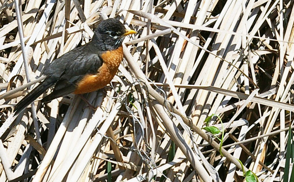 A robin on the reeds on the edge of Braddock Bay, Rochester, NY. [PHOTO: Snowgen, Flickr]