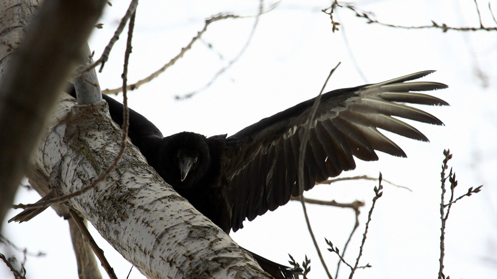 A Black Vulture at Braddock Bay, NY. [PHOTO: Seabamirum, Flickr]