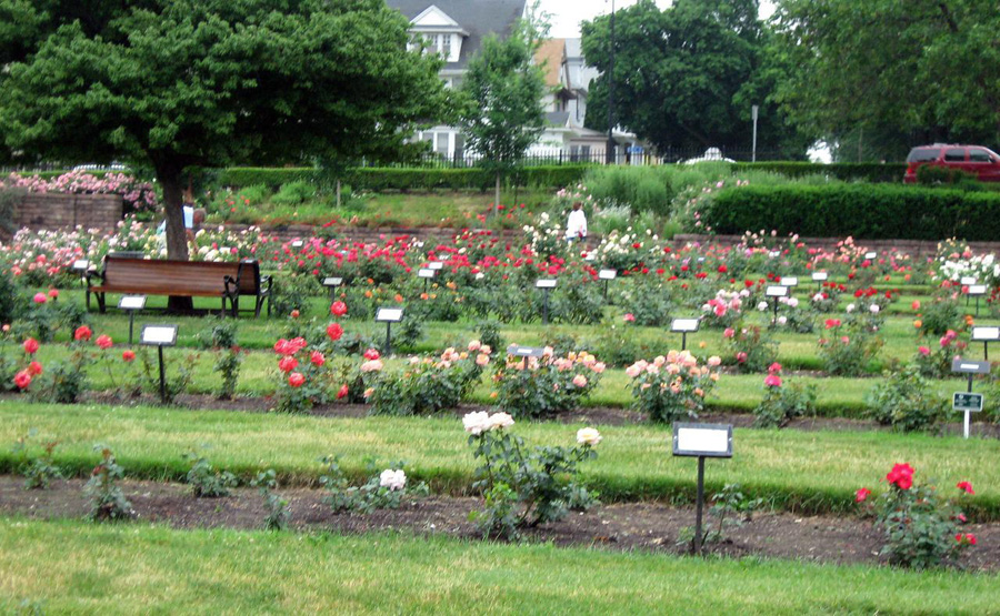 Rose garden at Maplewood Park [IMAGE: Diana Beldeman]