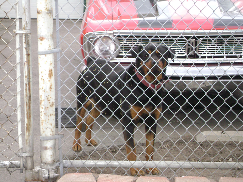 Everyday, dogs like this one are used to guard, watch, or protect businesses such as car dealerships and metal recyclers while the property owners are absent. [PHOTO: Joel Helfrich]