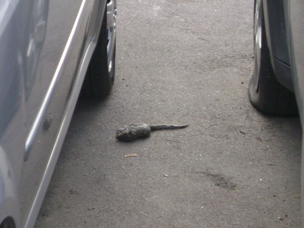 A dead rat. [PHOTO: Joel Helfrich]