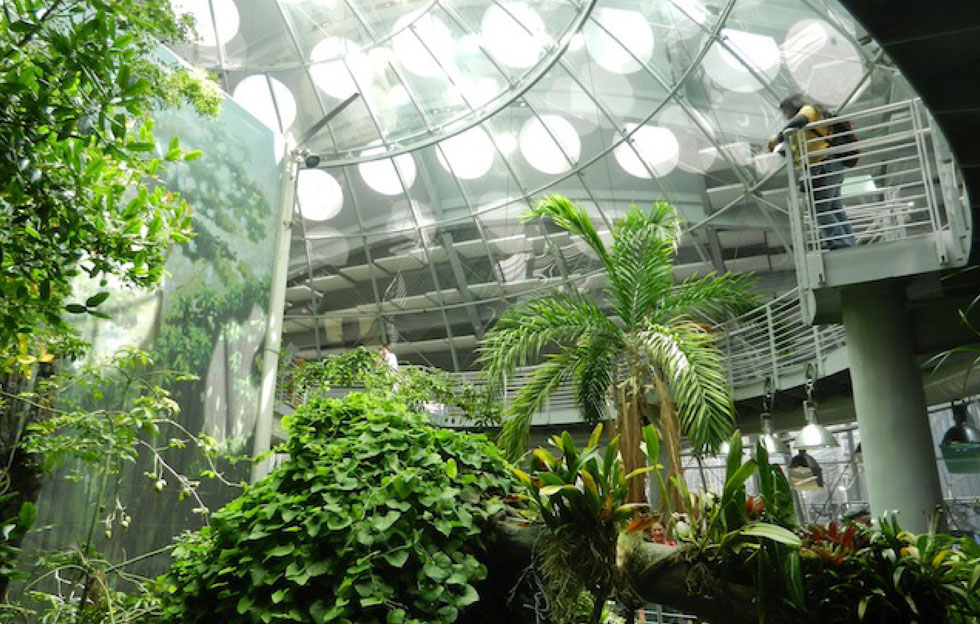 An interior green space at the California Academy of Sciences. Emily van Keuren envisions something similar for Edge of the Wedge. [IMAGE: California Academy of Sciences]