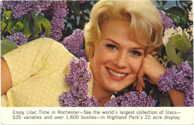 Holy smokes this woman is enjoying 'Lilac Time in Rochester'. Over 1,600 bushes... you don't say? (postcard, circa 1965)