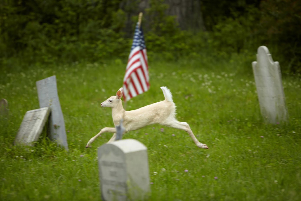 Fawn running through the First Baptist Cemetery, which is located within the Depot. At least three Colonial soldiers are buried there. [IMAGE: Dennis Money]