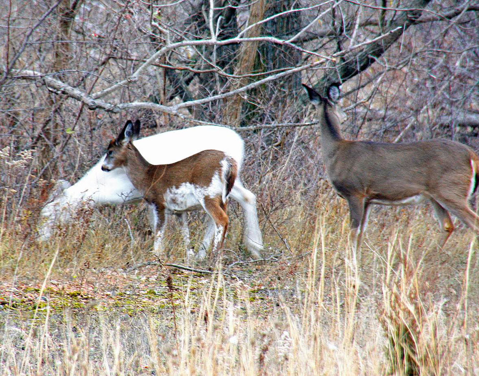 White, brown, and piebald fawn. There are 'not many places on this planet where you would ever see this,' according to Dennis Money. [IMAGE: Dennis Money]