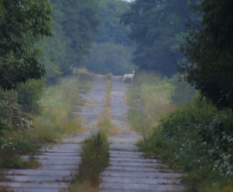 The Legendary White Deer of Seneca Army Depot